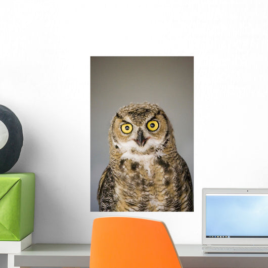 Immature Great Horned Owl Wall Mural