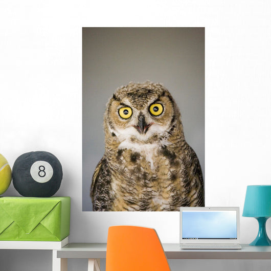 Immature Great Horned Owl Wall Mural