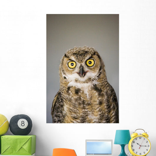 Immature Great Horned Owl Wall Mural