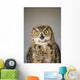 Immature Great Horned Owl Wall Mural