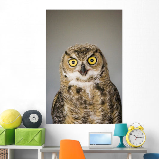 Immature Great Horned Owl Wall Mural