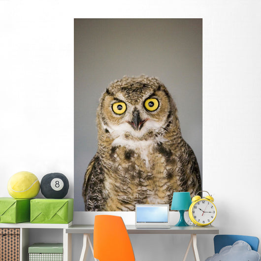 Immature Great Horned Owl Wall Mural