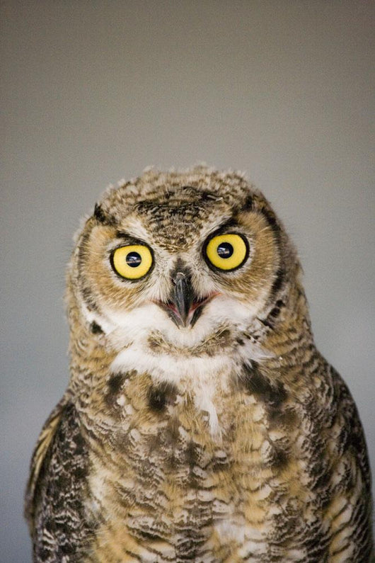Immature Great Horned Owl Wall Mural