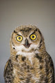 Immature Great Horned Owl Wall Mural