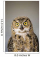 Immature Great Horned Owl Wall Mural
