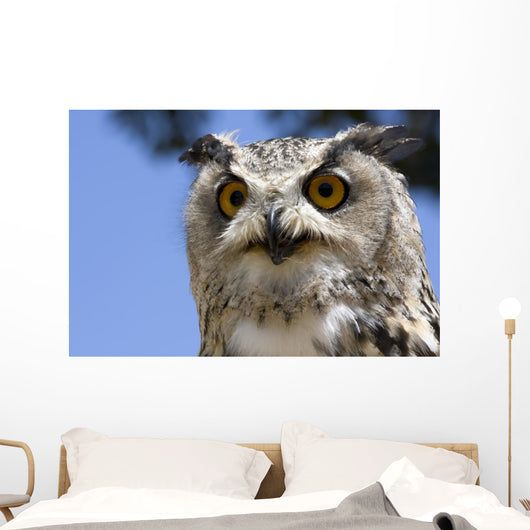 Owl Wall Mural