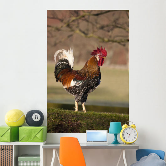 Rooster Wall Mural