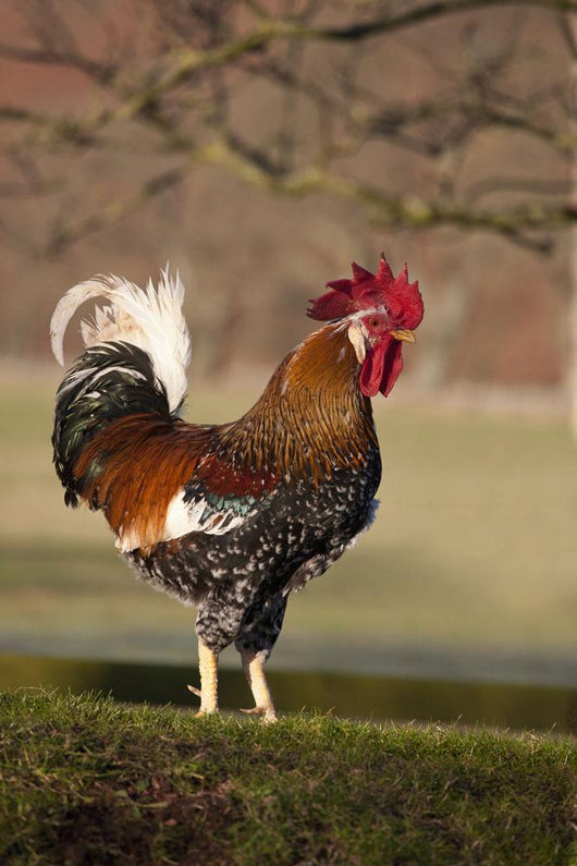 Rooster Wall Mural