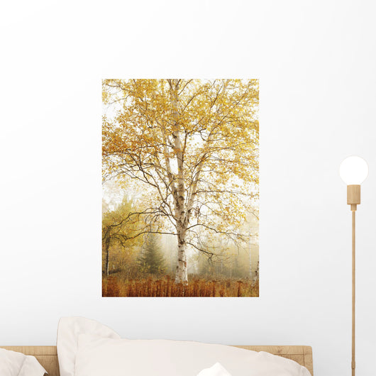 Birch Trees In Autumn Wall Mural