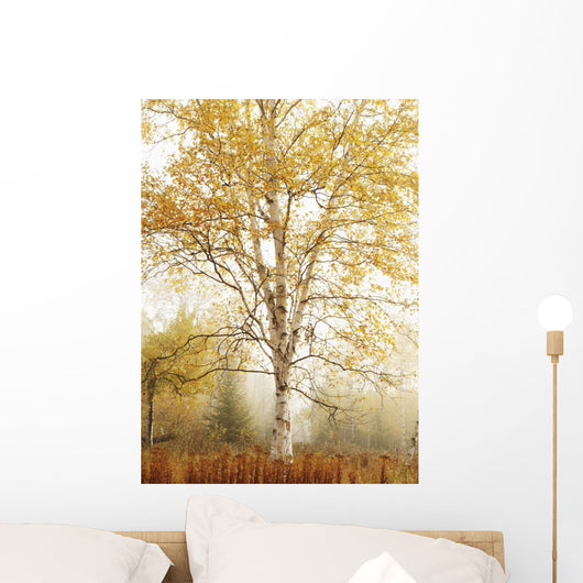 Birch Trees In Autumn Wall Mural