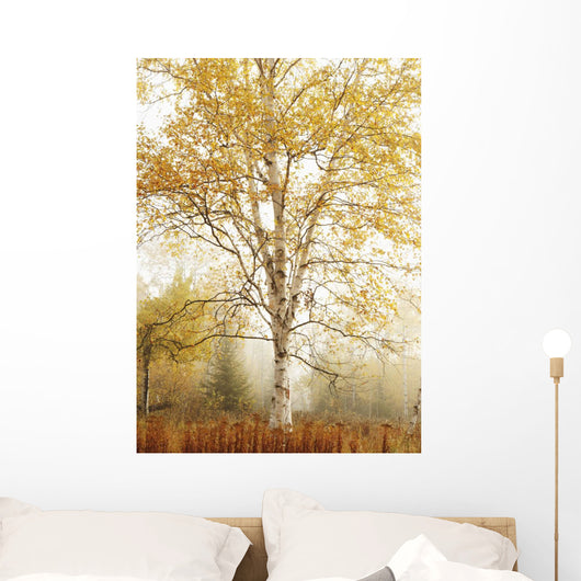 Birch Trees In Autumn Wall Mural