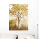 Birch Trees In Autumn Wall Mural