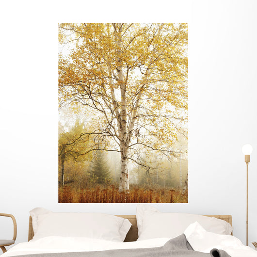 Birch Trees In Autumn Wall Mural