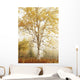 Birch Trees In Autumn Wall Mural