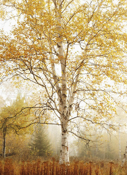Birch Trees In Autumn Wall Mural