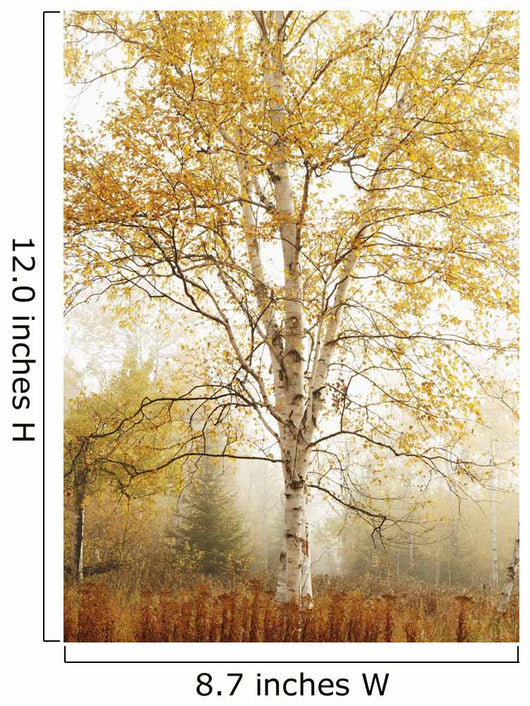 Birch Trees In Autumn Wall Mural