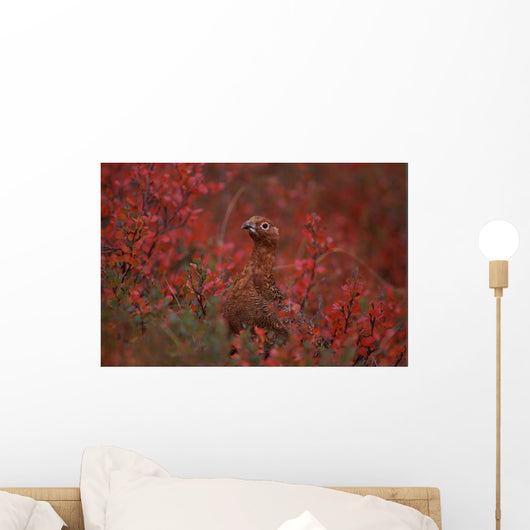 Tk16015D, Willow Ptarmigan On The Tundra, Camouflage Wall Mural