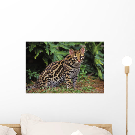 32603D, Ocelot, Southwestern Usa, South America Wall Mural