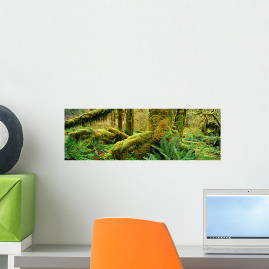 Hoh Temperate Rain Forest, Olympic Np, Wa Wall Mural