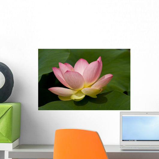 Lotus Flower