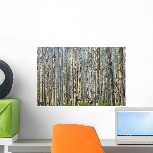 Trees In Banff, Alberta Wall Mural