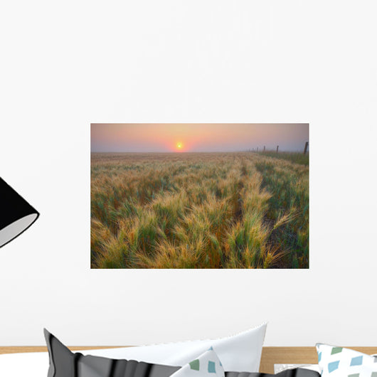 Dew Covered Ripening Barley Before A Foggy Sunrise Wall Mural