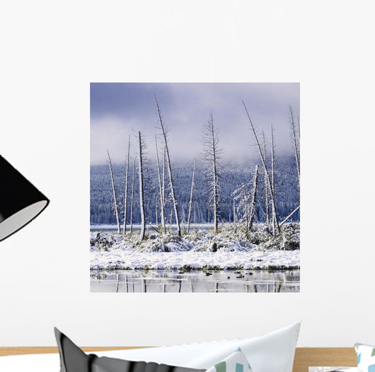Fresh Snowfall And Bare Trees On The Vermillion Lakes Wall Mural