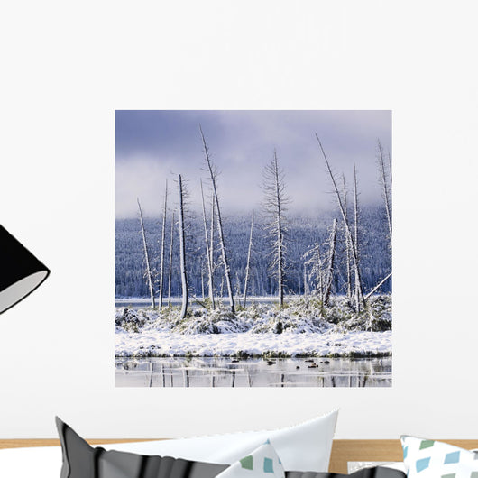 Fresh Snowfall And Bare Trees On The Vermillion Lakes Wall Mural