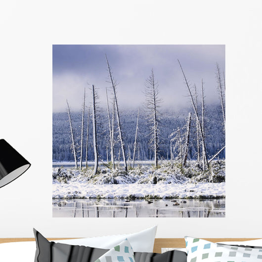 Fresh Snowfall And Bare Trees On The Vermillion Lakes Wall Mural