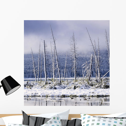 Fresh Snowfall And Bare Trees On The Vermillion Lakes Wall Mural