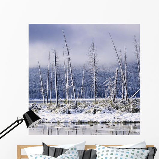 Fresh Snowfall And Bare Trees On The Vermillion Lakes Wall Mural