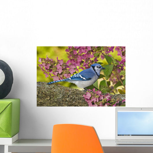 Blue Jay In Backyard Garden In Autumn, Nova Scotia Wall Mural