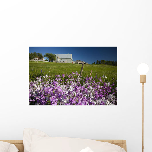 Phlox Flowers Growing Along Roadside, Clinton, Prince Edward Island Wall Mural