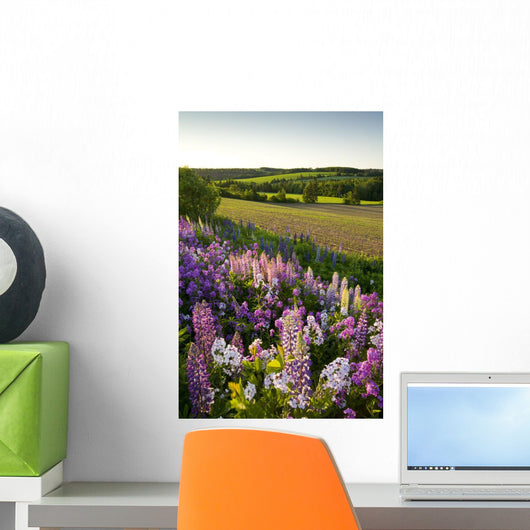 Lupins And Phlox Flowers, Clinton, Prince Edward Island Wall Mural