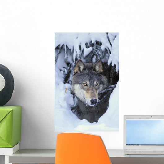 Tk0530, Thomas Kitchin Wall Mural