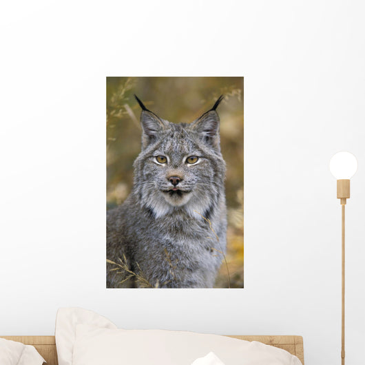 Tk0568, Thomas Kitchin Wall Mural