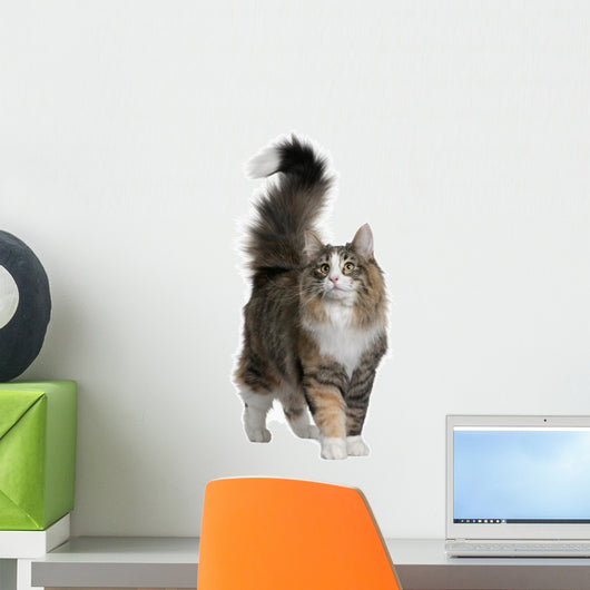 Norwegian Forest Cat, standing and looking up Wall Decal