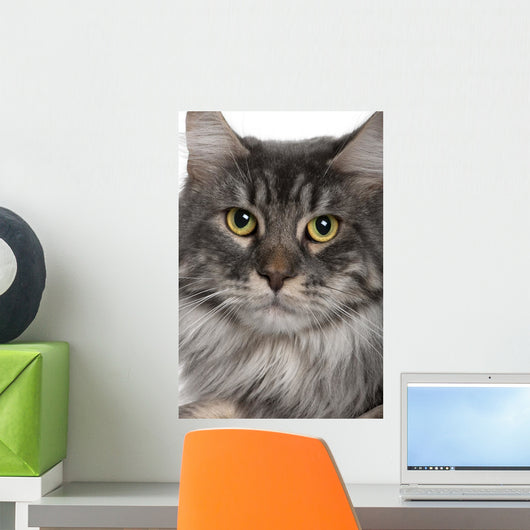 Up Maine Coon 2 Wall Mural