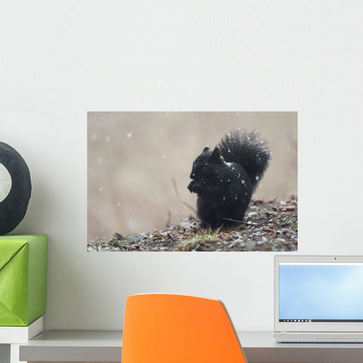 Black Squirrel Sitting In A Light Snowfall Eating A Peanut Wall Mural