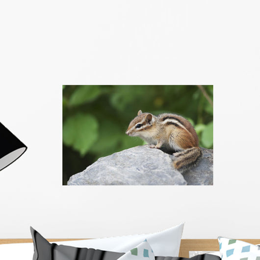 Eastern Chipmunk Sitting On A Rock Wall Mural