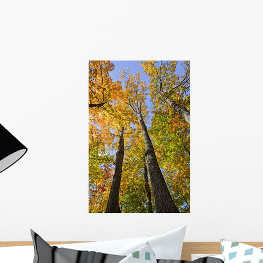 Maple Trees In Autumn Colours In Algonquin Provincial Park Wall Mural