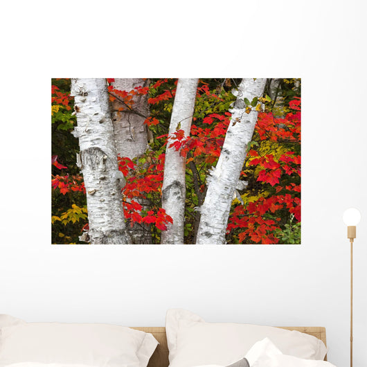 Birch Trees Surrounded By Red Maple Leaves In Algonquin Park Wall Mural