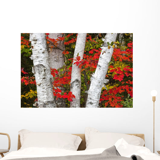 Birch Trees Surrounded By Red Maple Leaves In Algonquin Park Wall Mural
