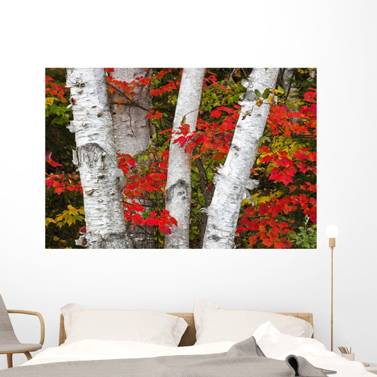 Birch Trees Surrounded By Red Maple Leaves In Algonquin Park Wall Mural