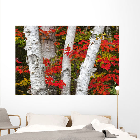 Birch Trees Surrounded By Red Maple Leaves In Algonquin Park Wall Mural