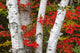 Birch Trees Surrounded By Red Maple Leaves In Algonquin Park Wall Mural