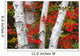 Birch Trees Surrounded By Red Maple Leaves In Algonquin Park Wall Mural
