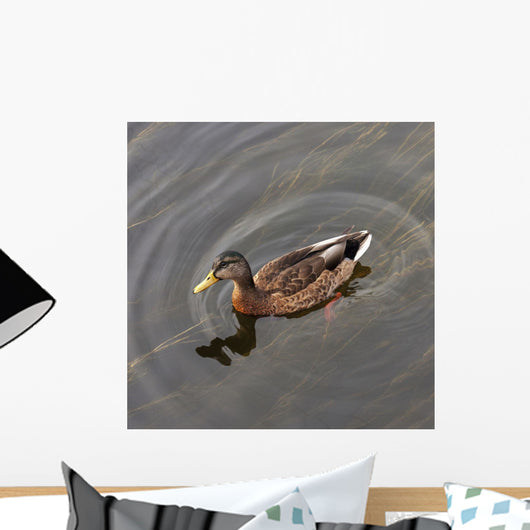Duck Swimming In Clear Water Wall Mural