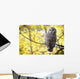 Barred Owl Wall Mural