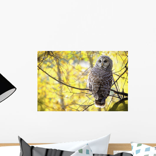 Barred Owl Wall Mural